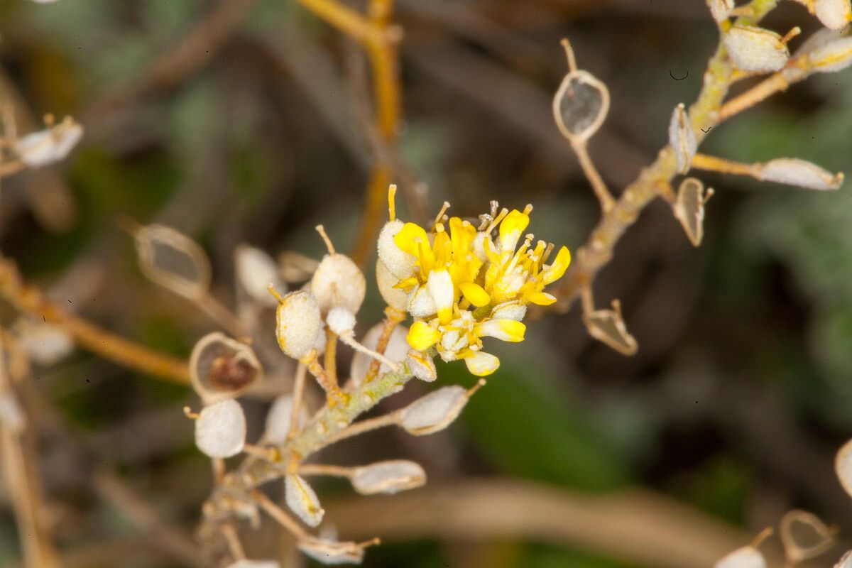 Alyssum argenteum flower