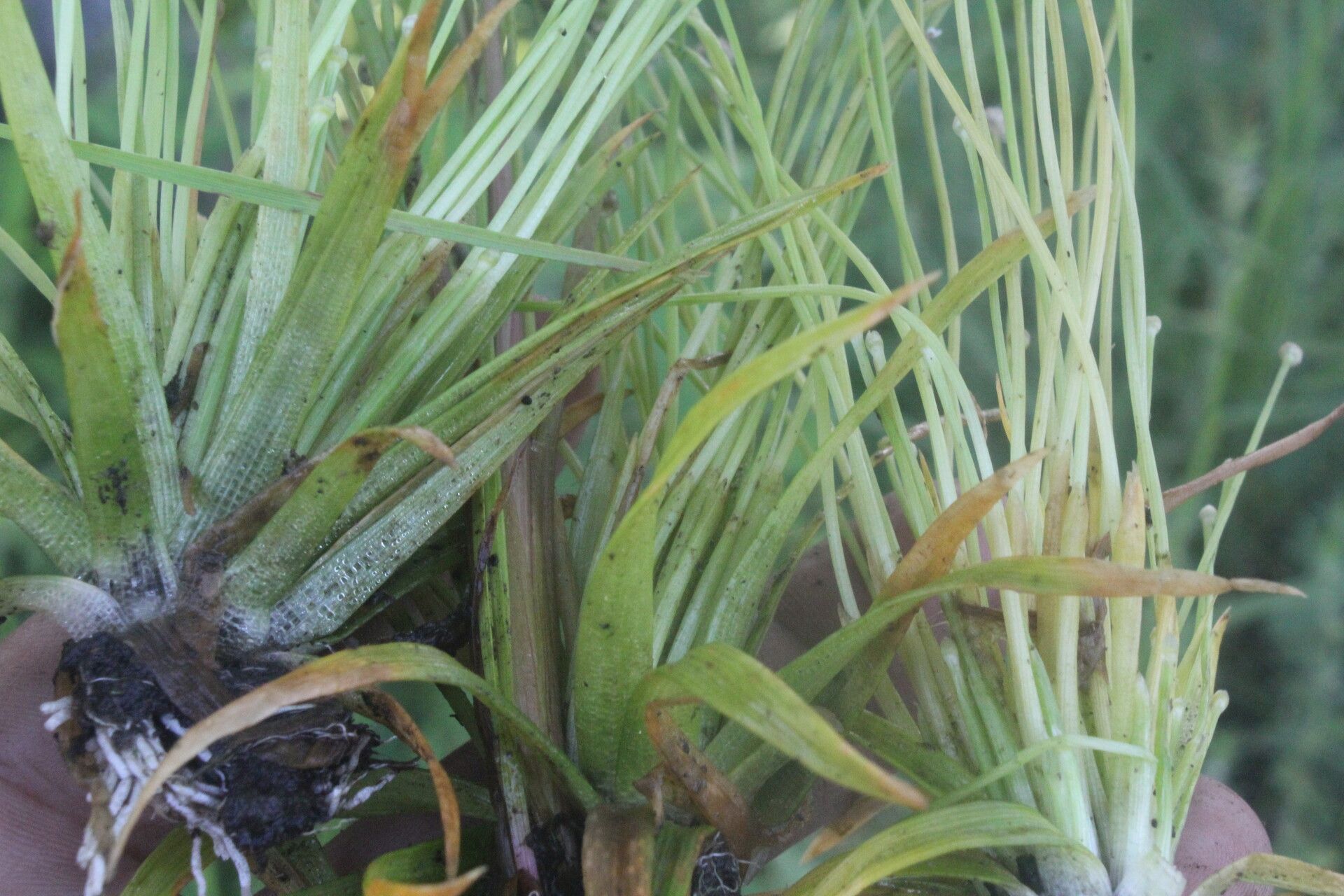 Eriocaulon seemannii leaf