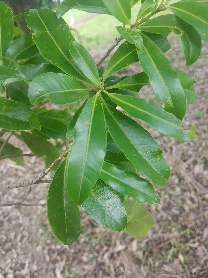 Aspidosperma polyneuron leaf