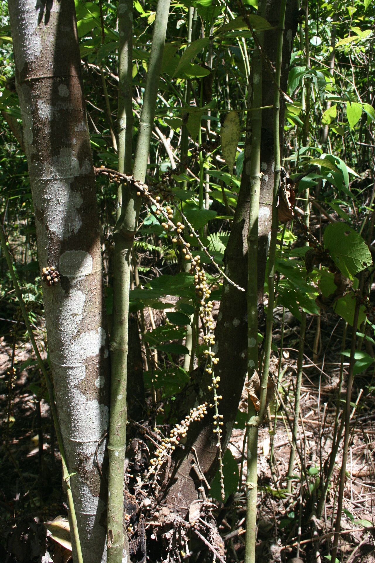 Ficus pungens habit