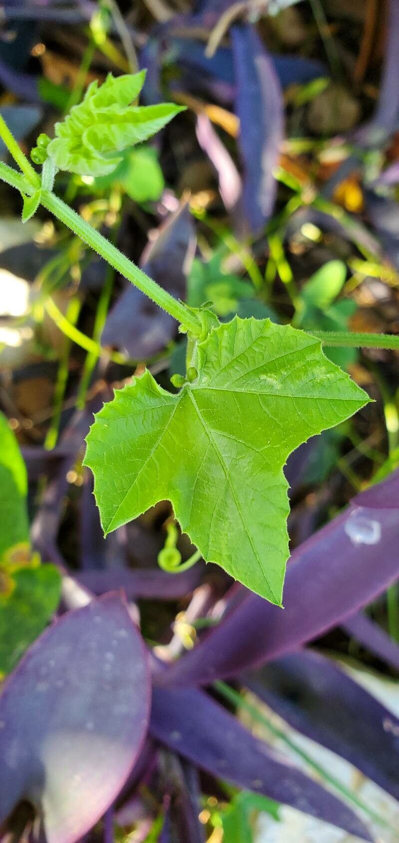 Passiflora adenopoda