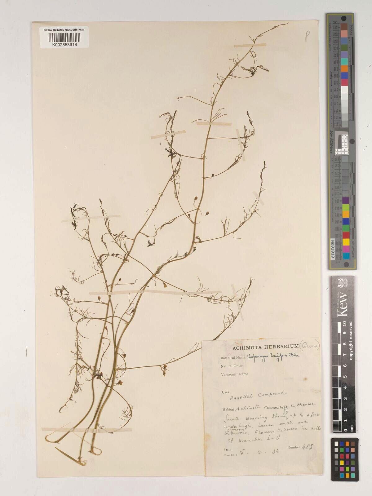 Asparagus longipes — houseplant care guide