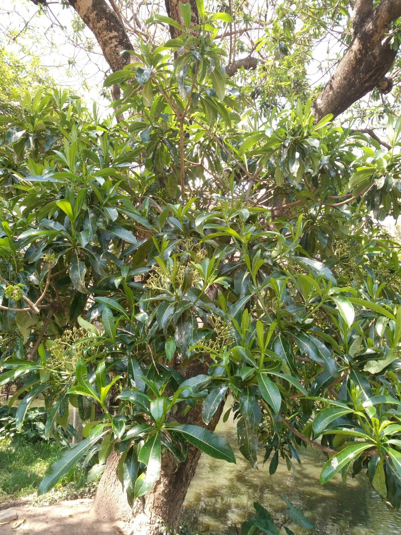 Rauvolfia obtusiflora habit