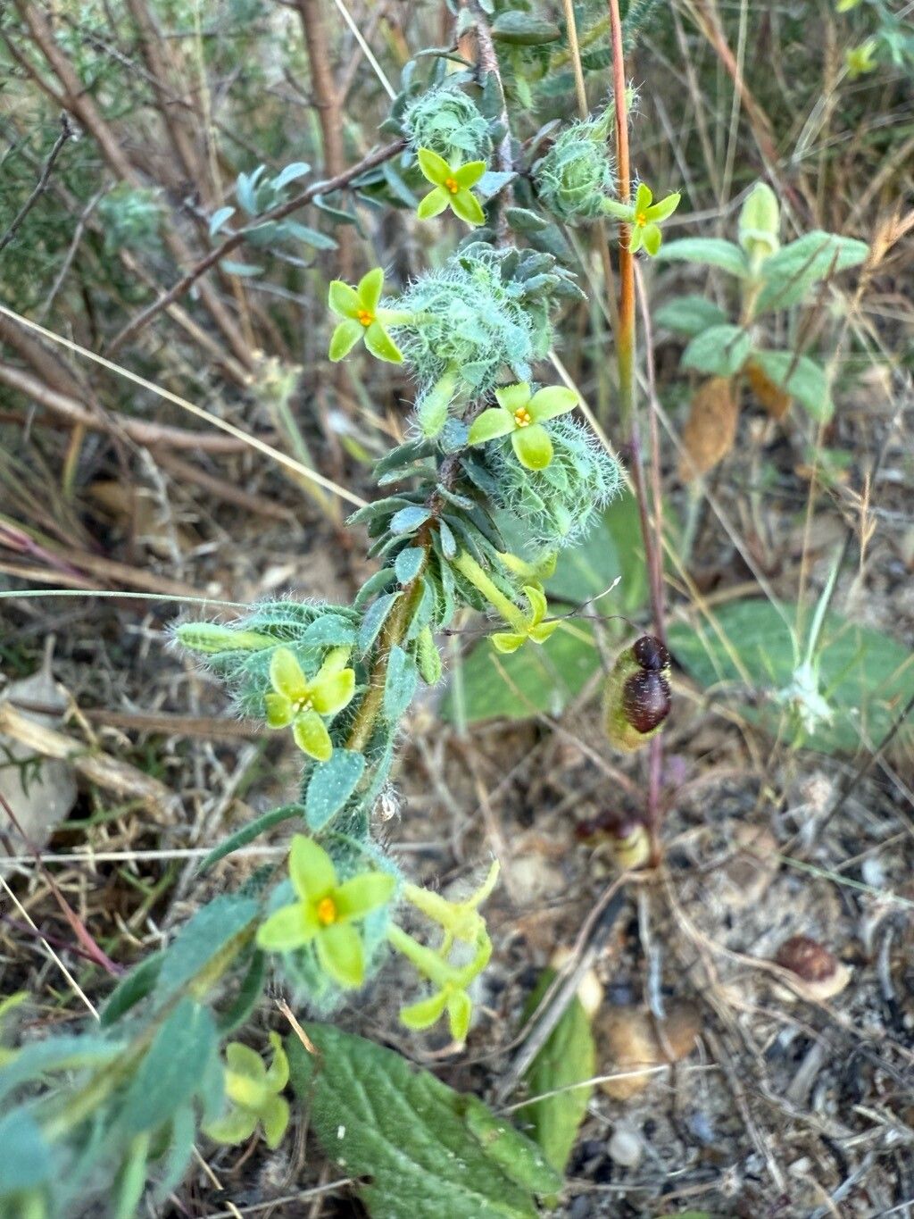 Thymelaea villosa flower