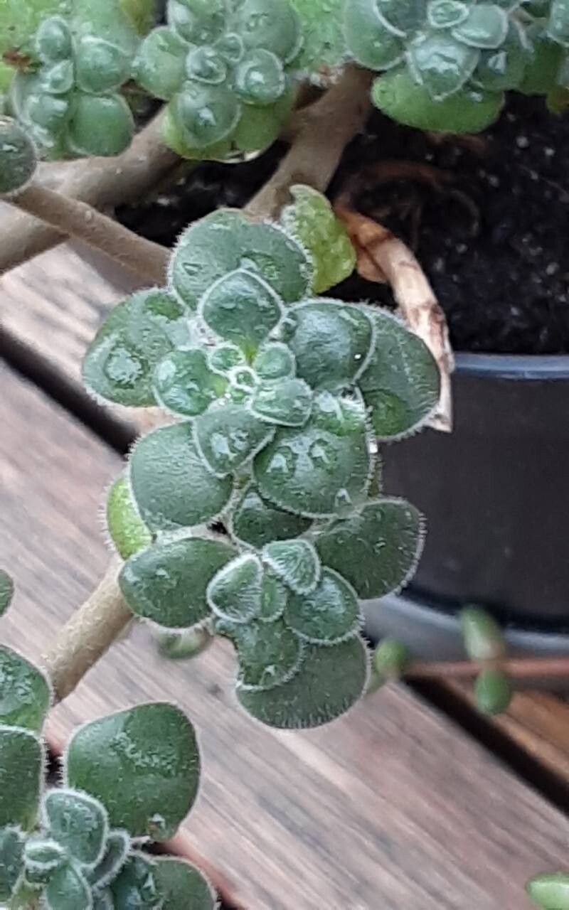 Aichryson porphyrogennetos — houseplant care guide