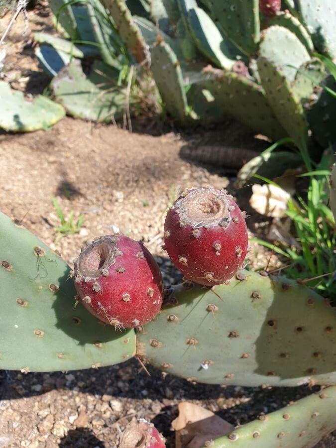 Opuntia engelmannii fruit