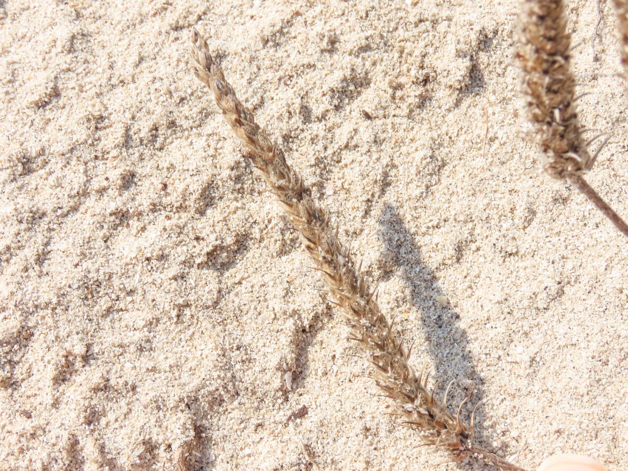 Plantago macrorhiza fruit