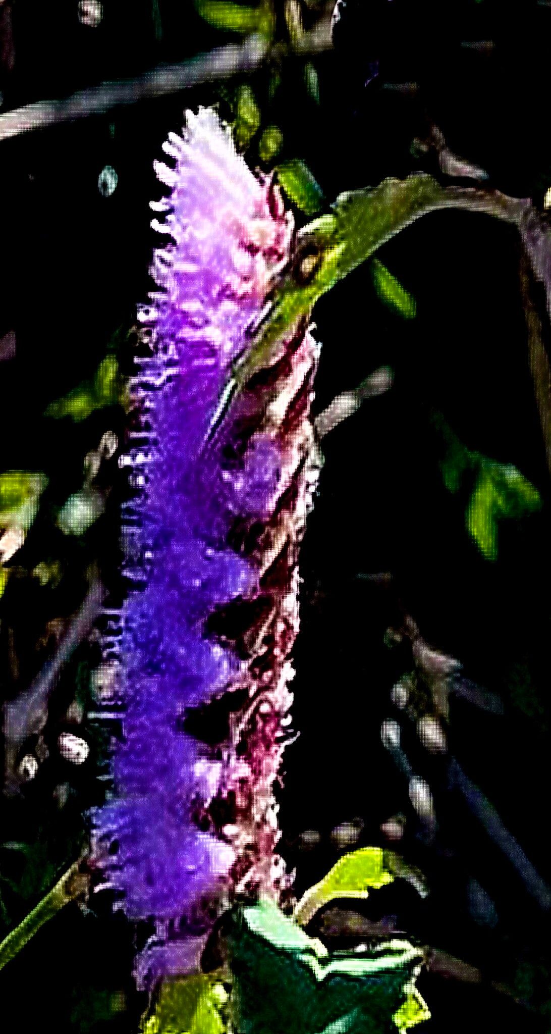 Elsholtzia argyi — related species from the same genus