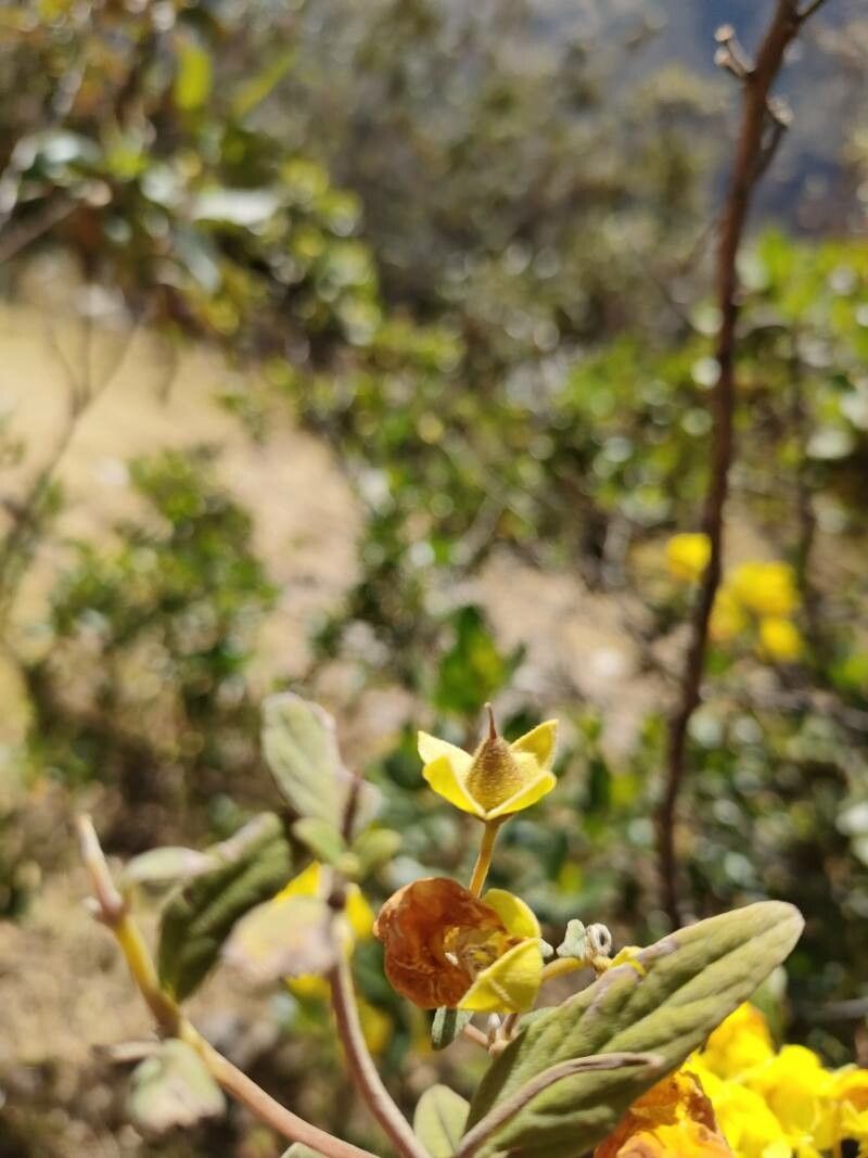 Calceolaria engleriana fruit