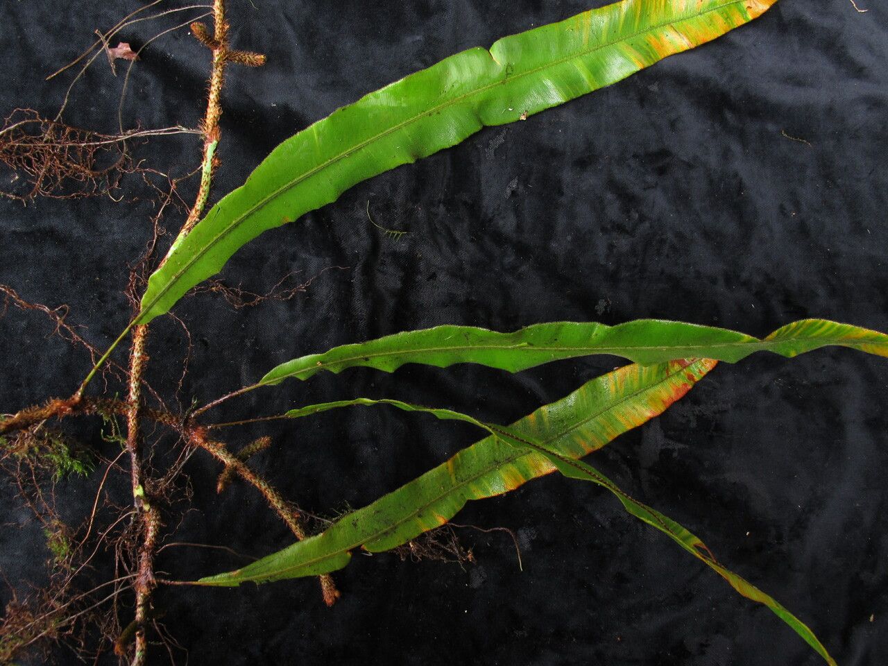 Oleandra wallichii habit