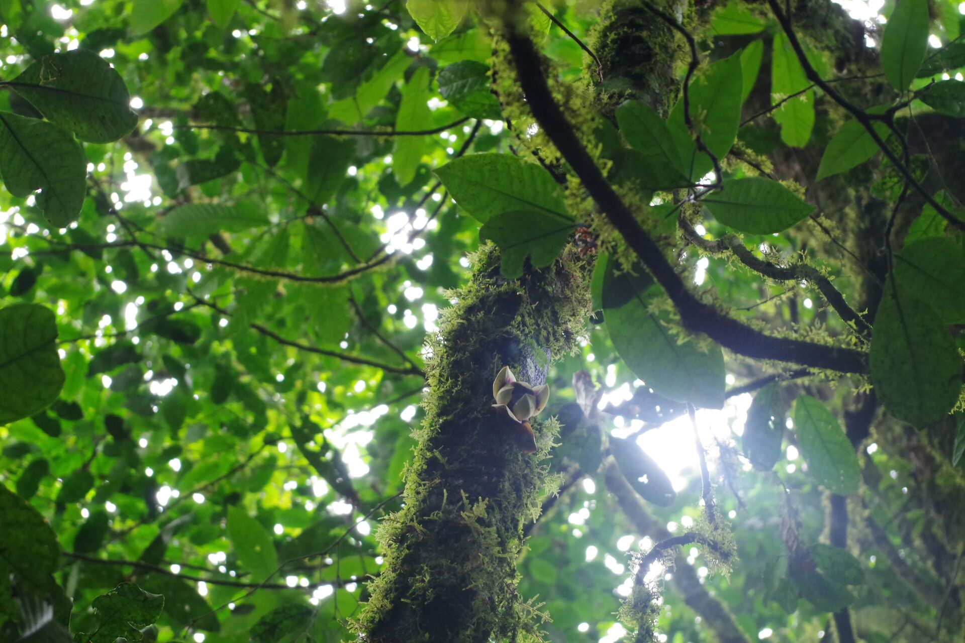 Uvariodendron fuscum bark