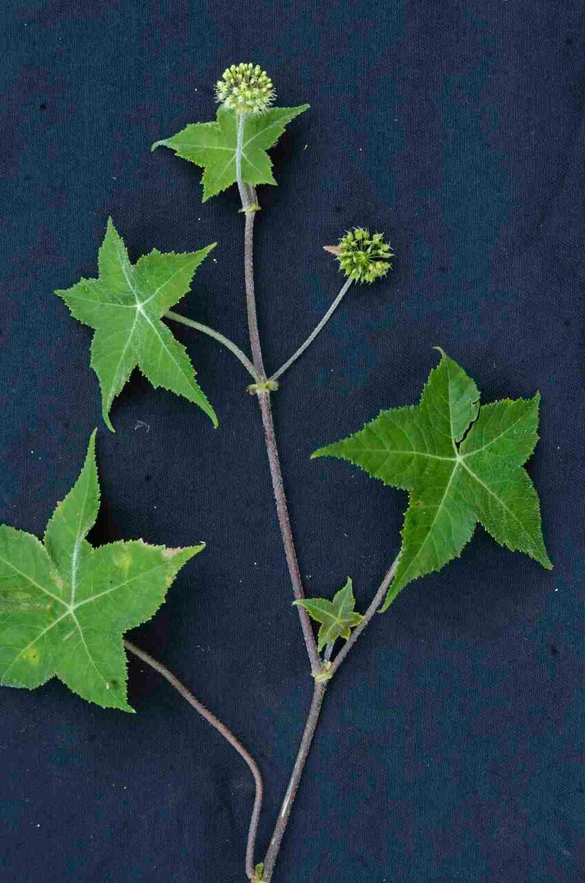 Hydrocotyle quinqueloba flower