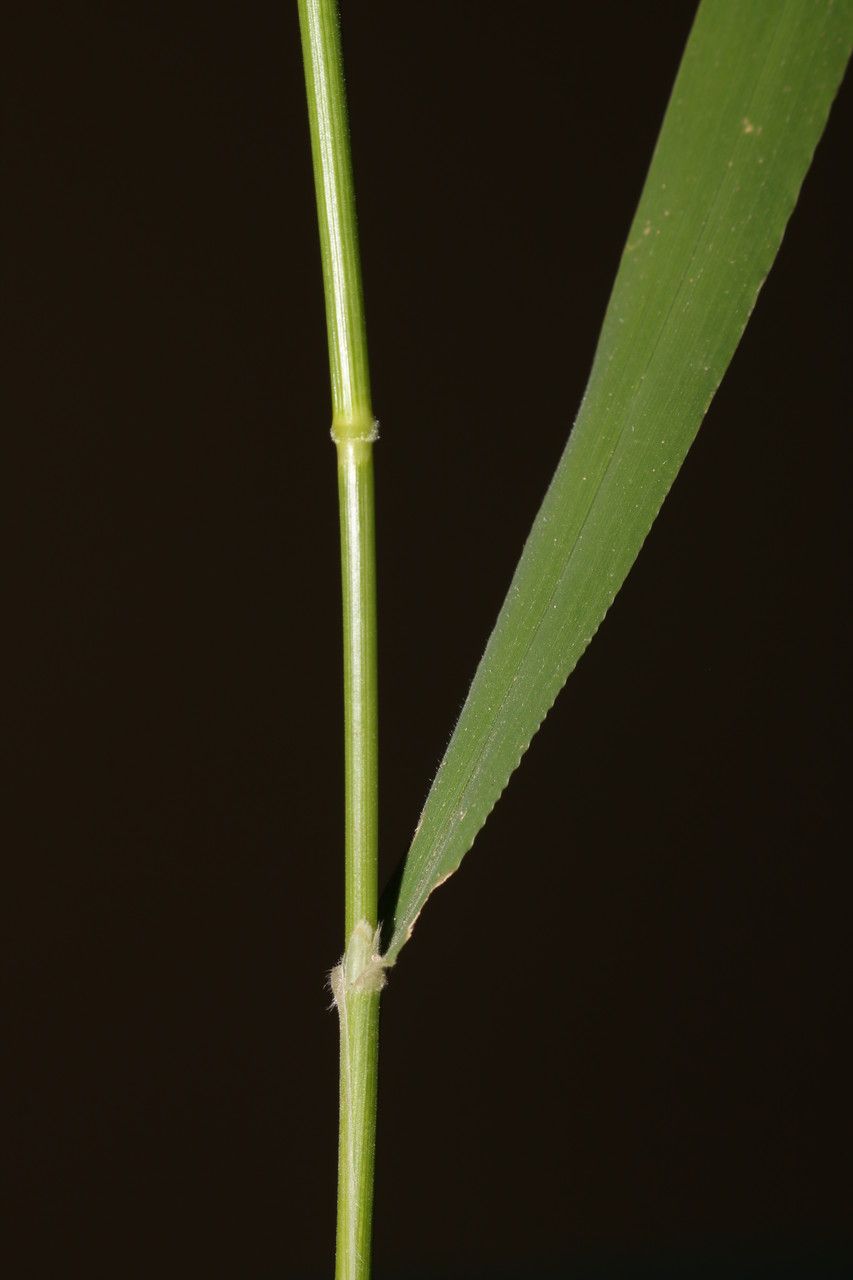 Trachynia distachya bark