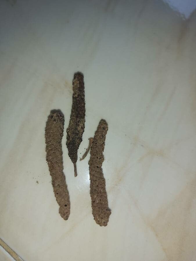 Piper retrofractum — search result for 'Piperaceae'