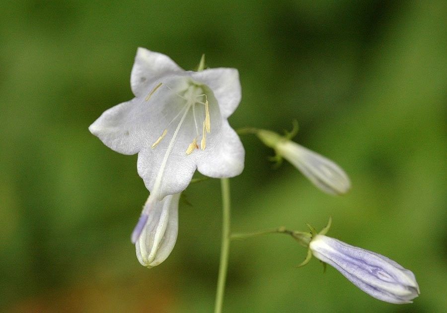 Adenophora liliifolia flower