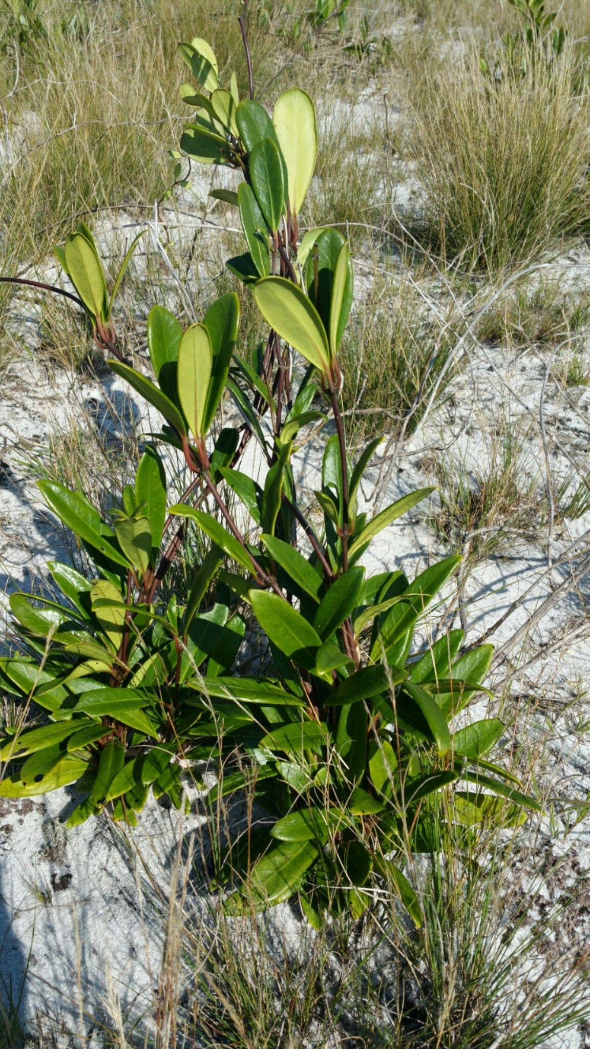 Danais volubilis habit