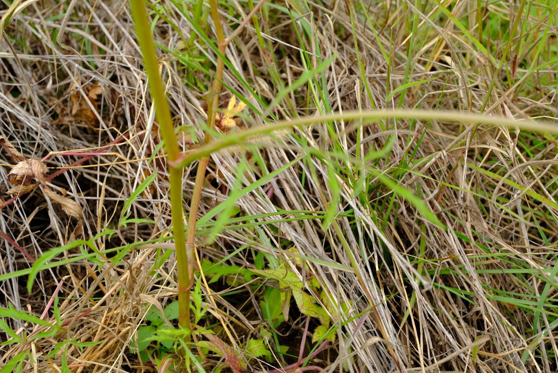 Pimpinella buchananii bark