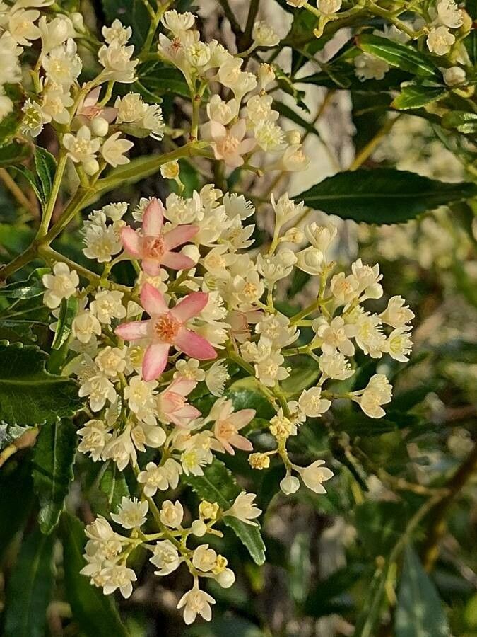 Ceratopetalum gummiferum flower