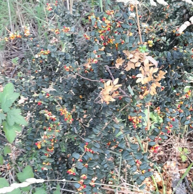 Maytenus disticha habit