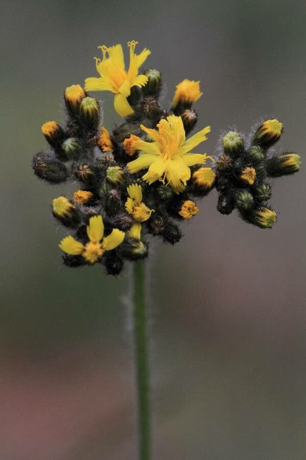 Pilosella cymosa flower