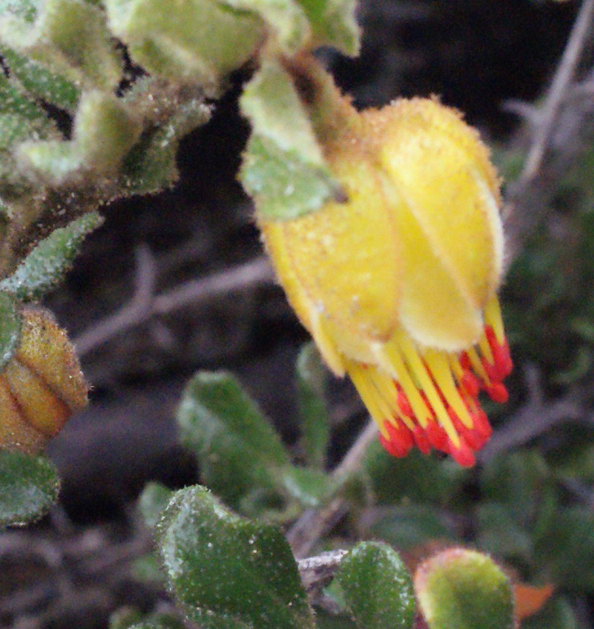 Darwinia virescens flower