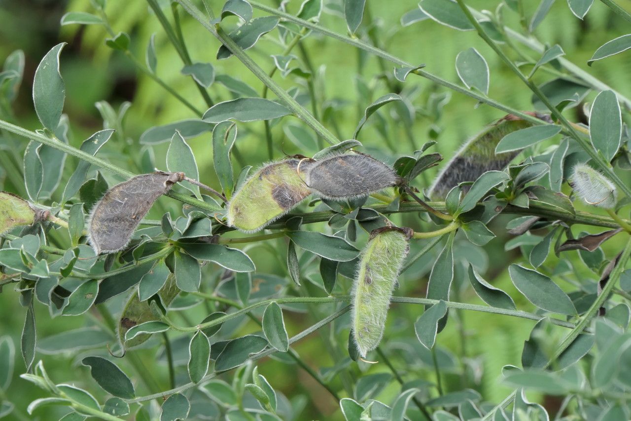 Cytisus commutatus fruit