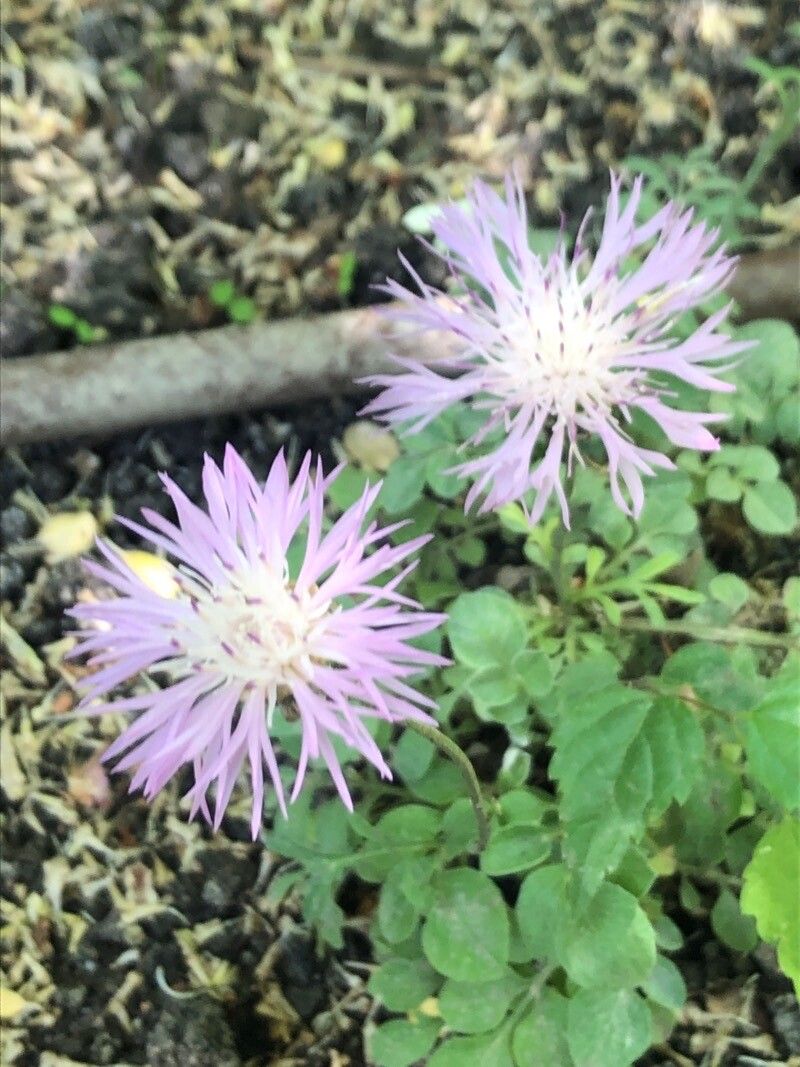 Psephellus bellus flower