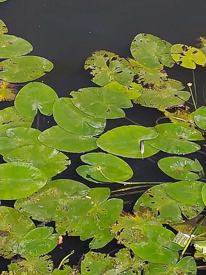 Nuphar lutea leaf
