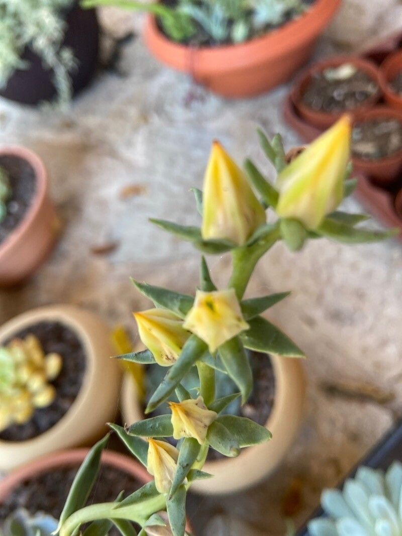 Echeveria lutea flower