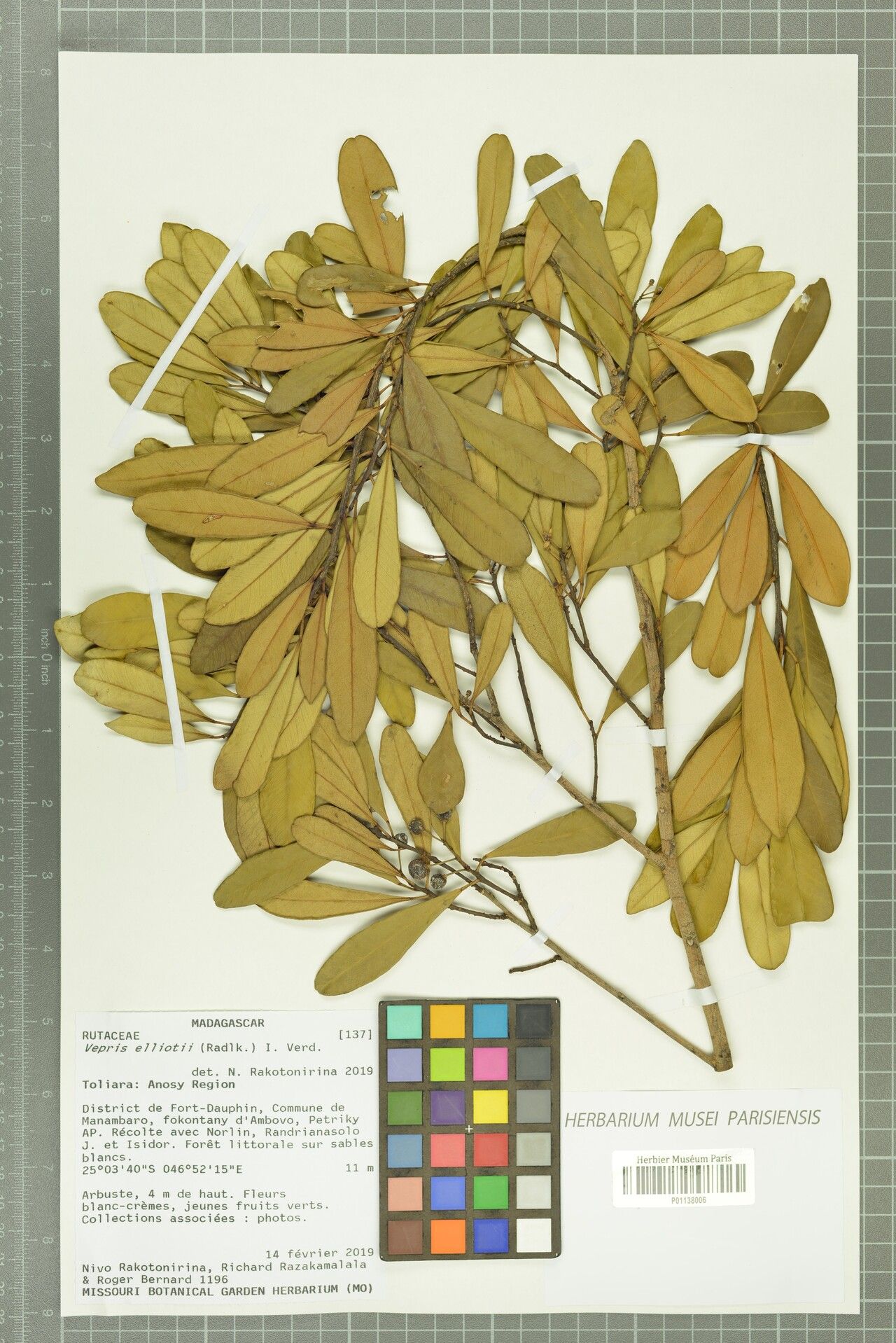 Vepris elliotii — search result for 'Vepris'