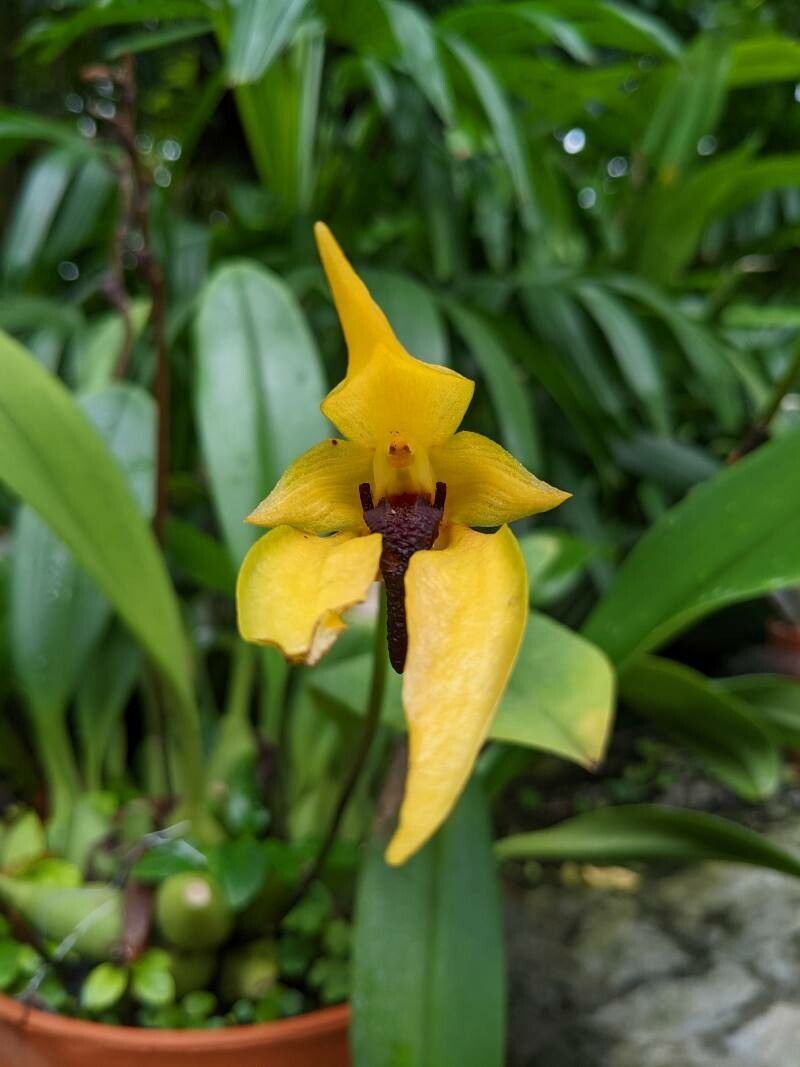 Bulbophyllum carunculatum flower
