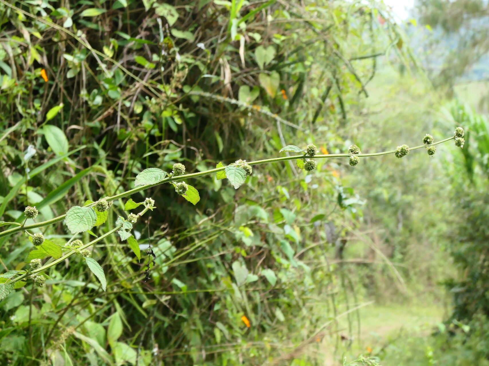 Hyptis personata habit