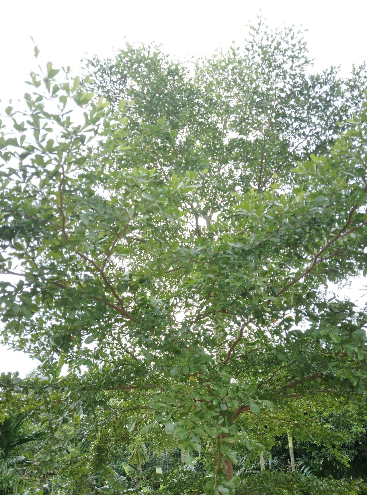 Terminalia neotaliala habit