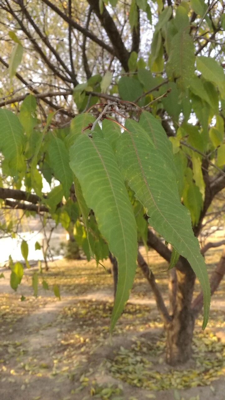 Prunus davidiana leaf