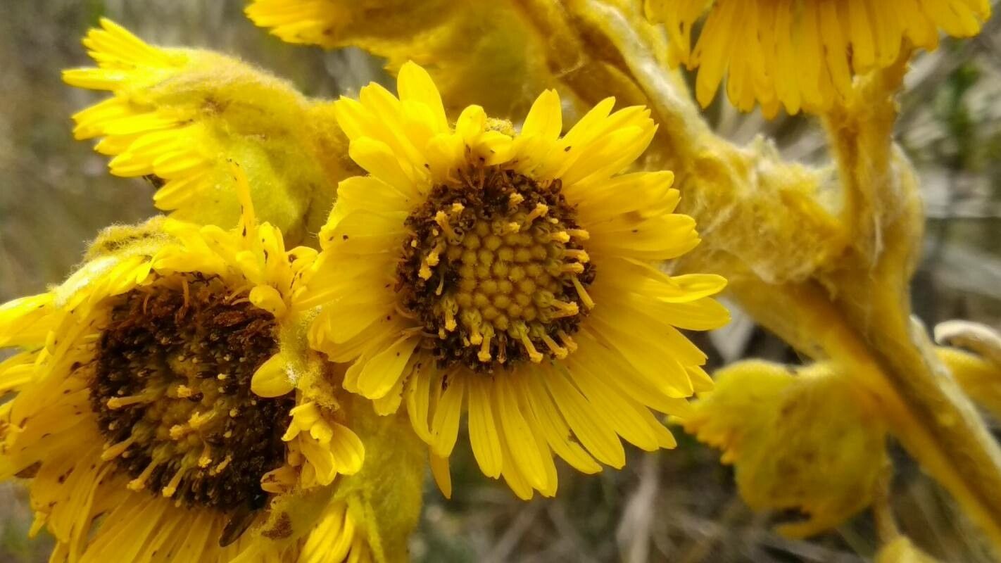 Espeletia grandiflora flower