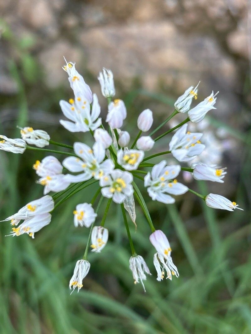 Allium canariense flower
