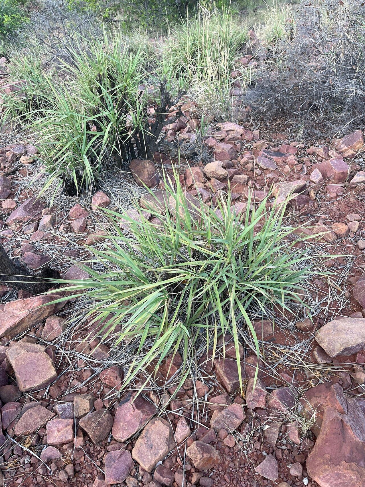 Xerophyta suaveolens habit