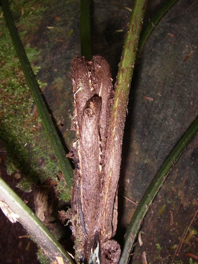 Mickelia nicotianifolia other