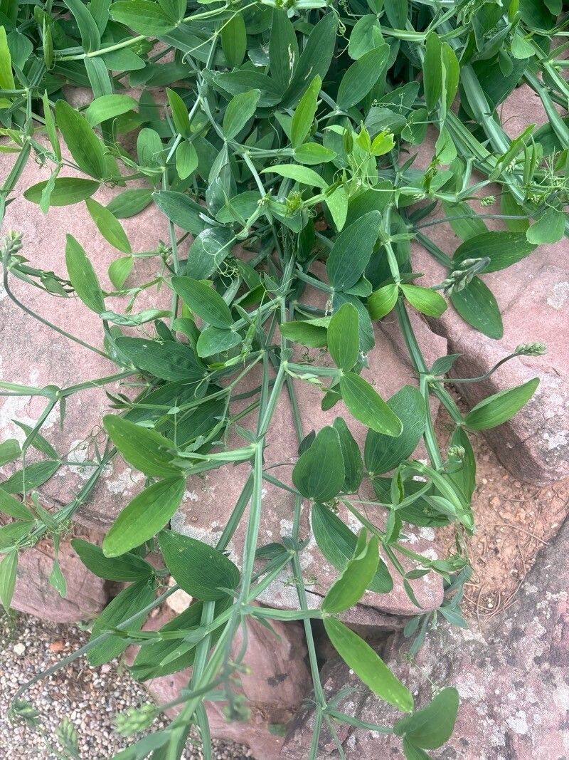 Lathyrus tremolsianus — search result for 'Lathyrus'