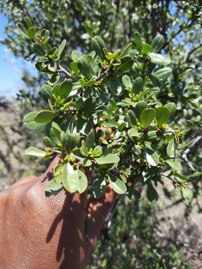 Rhamnus staddo flower