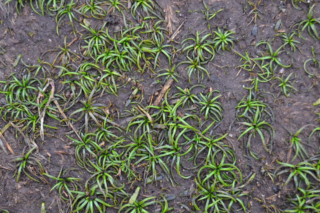 Isoetes histrix habit