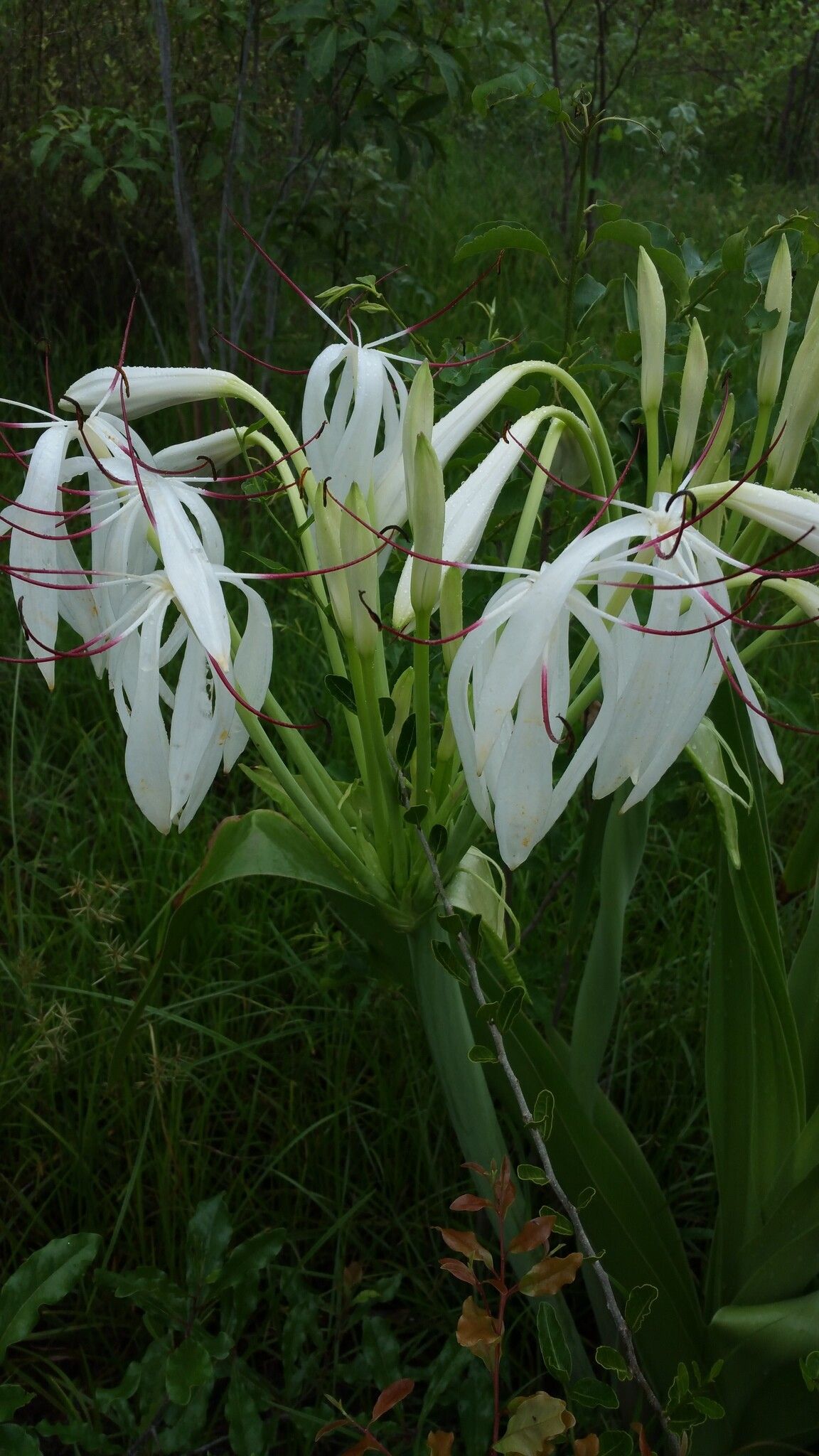 Crinum firmifolium — search result for 'Crinum'