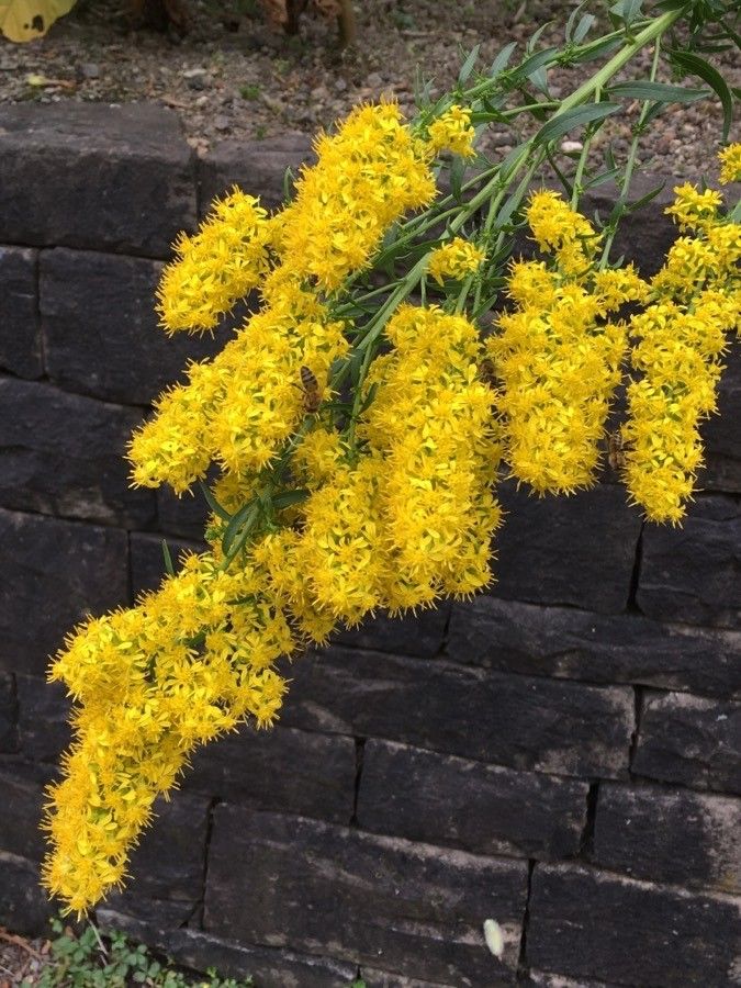 Solidago speciosa flower