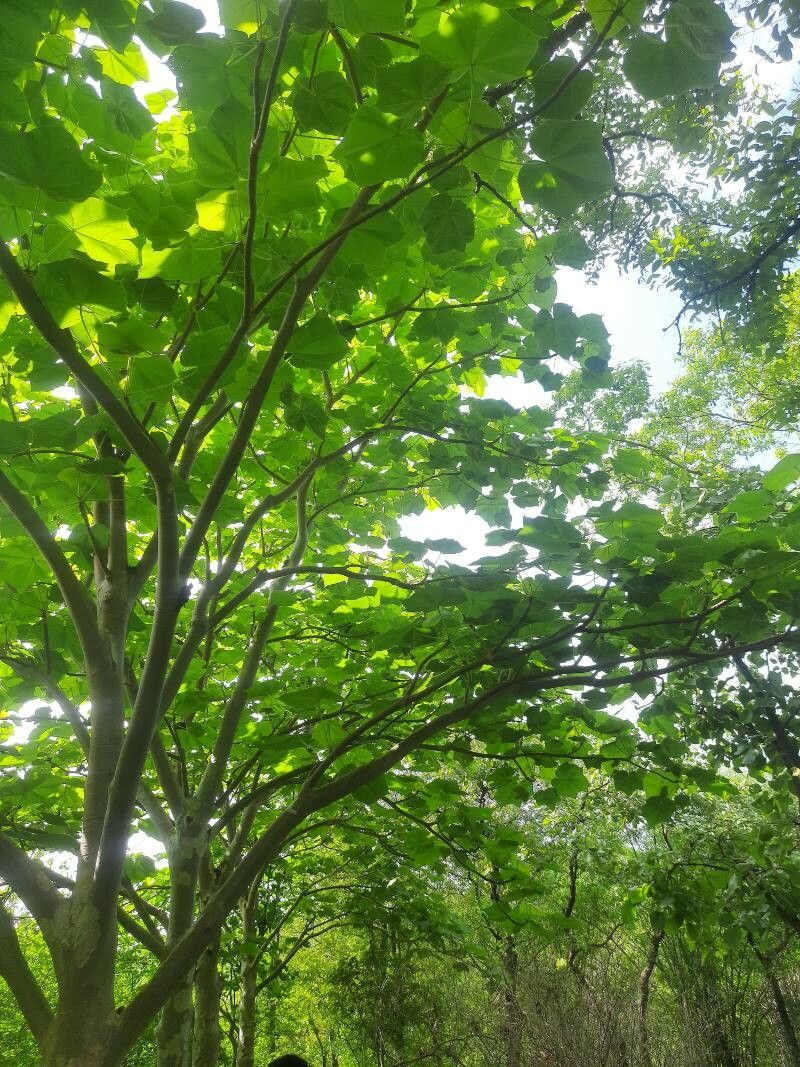 Sterculia caribaea — search result for 'Sterculia'