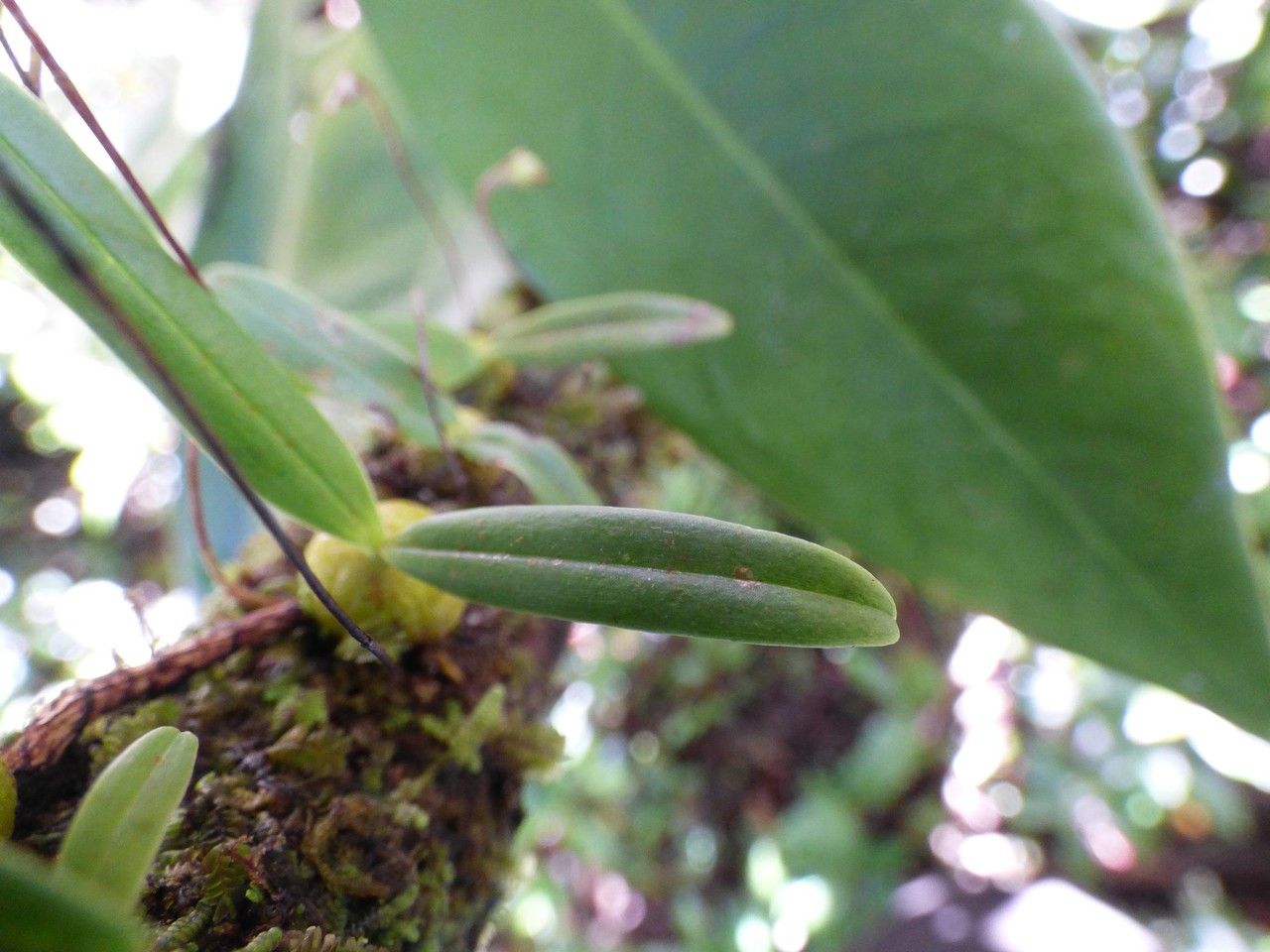 Bulbophyllum minutum leaf