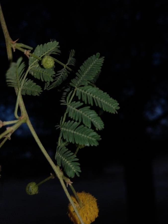 Acacia farnesiana — search result for 'Acacia'