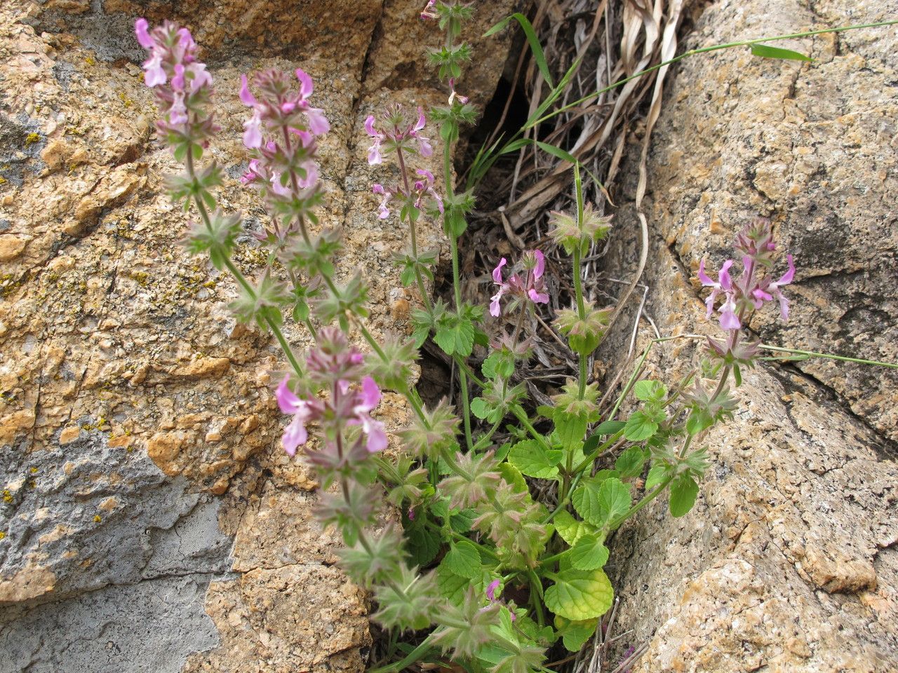 Stachys marrubiifolia habit