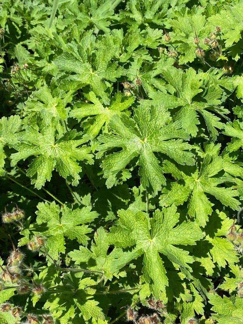 Geranium x magnificum leaf