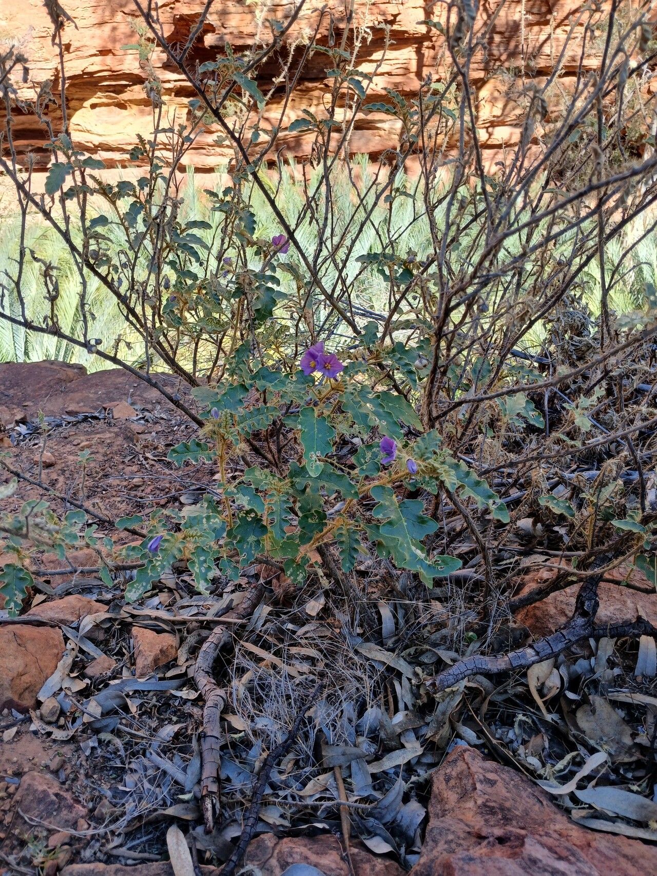 Solanum osteocarpum habit