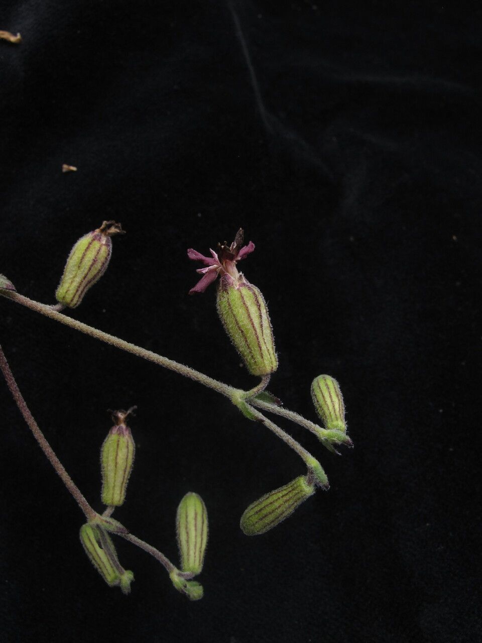 Silene kumaonensis — houseplant care guide